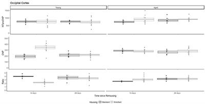 Environmental Enrichment Elicits a Transient Rise of Bioactive C-Type Natriuretic Peptide in Young but Not Aged Rats